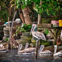 pelicans