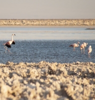 flamingos13x10-4