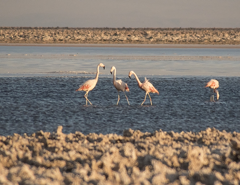 flamingos13x10-2