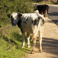 regreguiscows