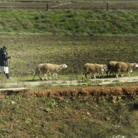 shepherdgoinghome