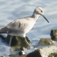 Willet