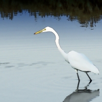 egret-reflection