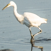 greategret