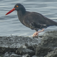 oystercatcher1119