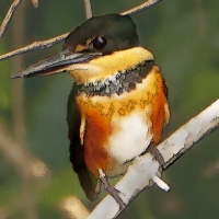 pygmykingfisher