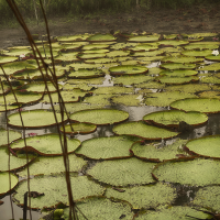 giantwaterlilies