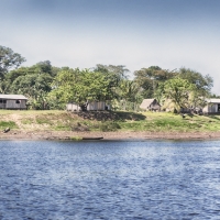 jungletown