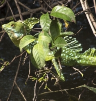 iguana-green