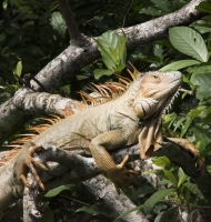 iguanaOrange-RioFrio