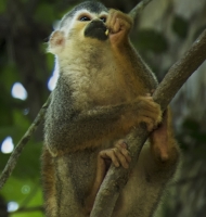 squirellmonkey