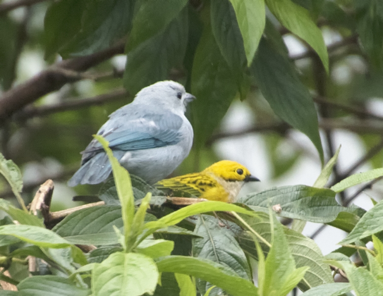 tanagers2