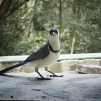 MagpieJay