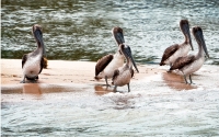 MonkeyRiverPelicans