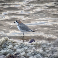 SaltflatSandpiper