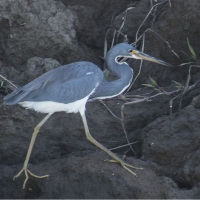 TriColoredHeron