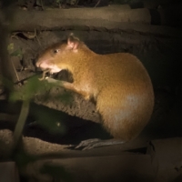 agouti