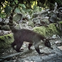 coatimundi