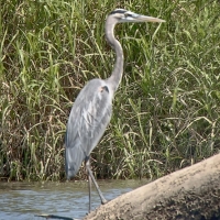 greatblue