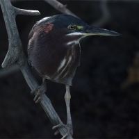 greenheron