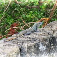 iguana