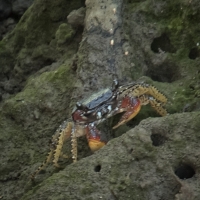 landcrab2