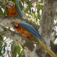 macaws2