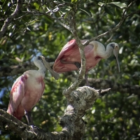 roseateSpoonbills