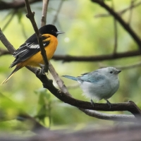 tanagers