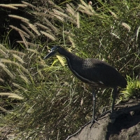 tigerheron