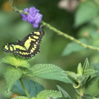 yellowbutterfly